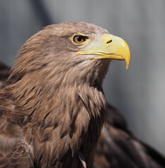 Eagle with yellow beak close up view from right side