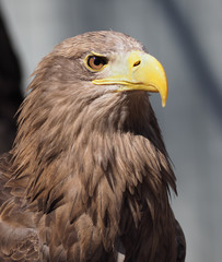 Naklejka premium Eagle with yellow beak close up view from right side president