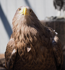 Eagle with yellow beak close up funny
