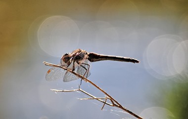 libélula
