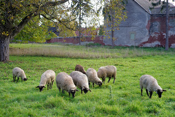 Naklejka premium Sheep graze on a meadow in the morning