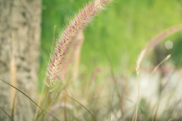 Wild grass in the garden