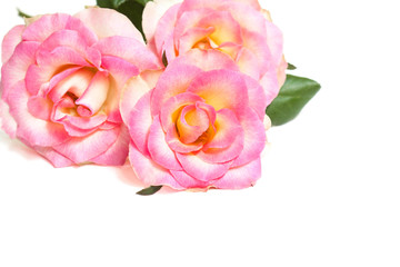 Bouquet of pink roses, Floral background, wallpaper.