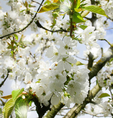 cerisier blanc en fleurs,floraison printanière lumineuse