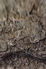 Lensbaby rock closeup