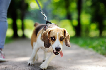 Close up photo of young woman walking with Beagle dog in the summer park