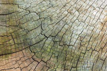 texture of old wood cut.