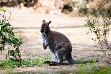 Tree kangaroo eating green leaves in a zoo