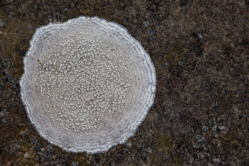 White lychen up north