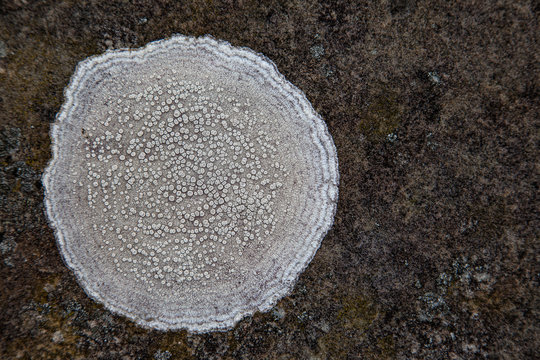 White lychen up north