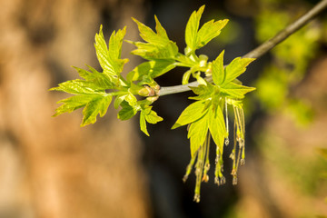 Young leaves on the branch