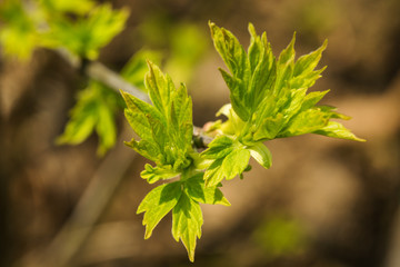 Young leaves on the branch