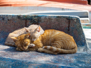 Sleeping cats 03