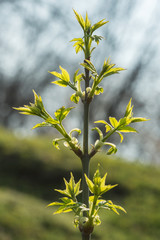 Obraz premium Young leaves on the branch