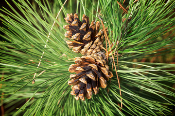 pine cone tree macro christmas