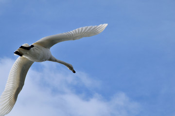 Flying Whooper Swan - Cygnus cygnus.
