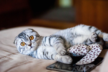 A beautiful Scottish Fold cat lies next to a toy and a web tablet. A cat is silver-colored with orange eyes.