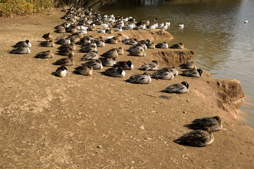 Sitting in the midday sun - Waterfowls.
