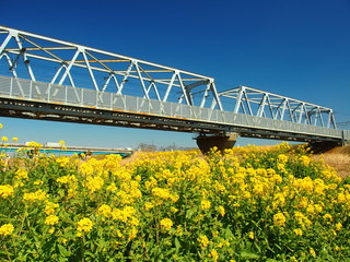 菜の花と鉄橋