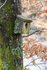 Very old nesting bird box covered in lichen and moss, hanging on a tree in spring