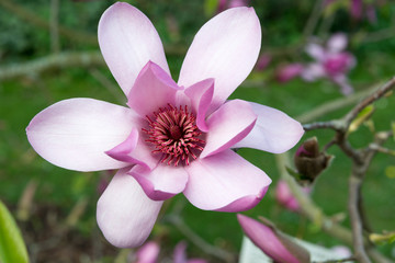 Close-Up Photograph of a Magnolia Blossom - one of the first springtime bloomings