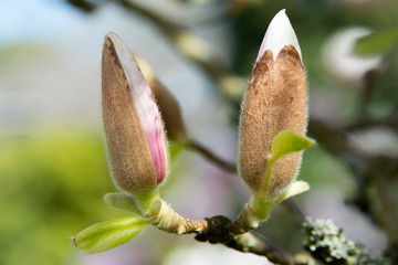 Close-Up Photograph of a magnolia blossom - one of the first springtime bloomings