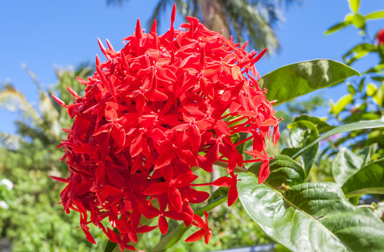 ixora chinensis g&eacute;ant rouge &eacute;carlate