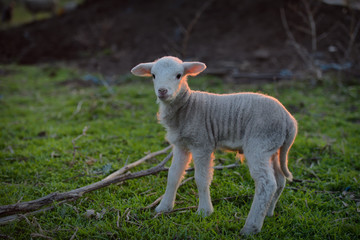 Naklejka na ściany i meble Little newborn lamb in springtime grazing on a green meadow in sunset light
