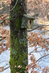 Very old nesting bird box covered in lichen and moss, hanging on a tree in spring