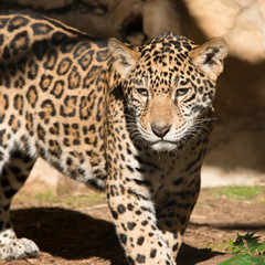 Young Jaguar