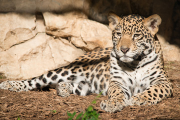Jaguar