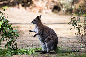 Naklejka na ściany i meble Tree kangaroo eating green leaves in a zoo