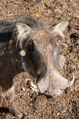 Warthog