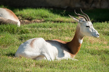 Dama Gazelle