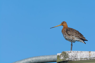 Black-tailed Godwit Standing on a Lamp Post