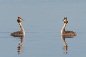 Great Crested Grebe Pair Courting on a Lake