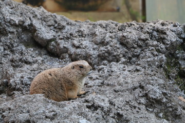 オグロプレーリードッグ