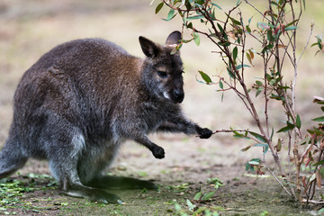 Naklejka premium Tree kangaroo eating green leaves in a zoo