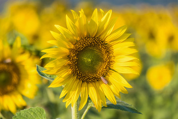 Close up Sunflower in the garden, Focus on sunflower background