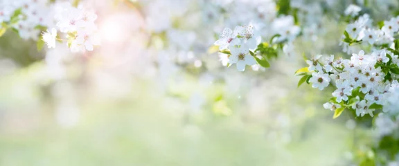 Selbstklebende Fototapete Frühling Kirschblüten im Frühling