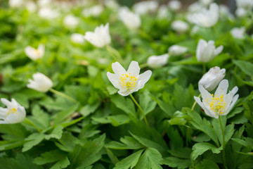 Buschwindröschen im Frühling 