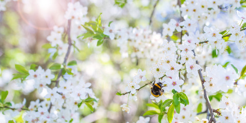 Naklejka premium Bee on cherry blossoms
