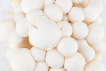 White shimeji mushrooms in box on white background