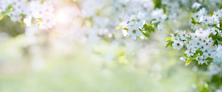 Fototapeta Wiśniowe kwiaty na wiosnę