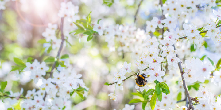 Bee on cherry blossoms