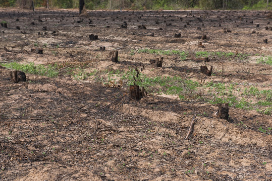 Many row old Tree Stumps caused by deforestation  and burn.