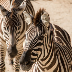Fototapeta na wymiar Grant's zebra