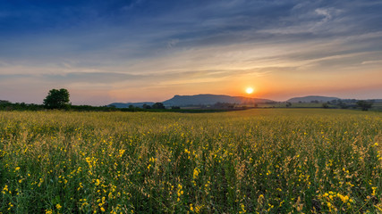 beautiful sunset scene view at sunhemp flowers field (Crotalaria)