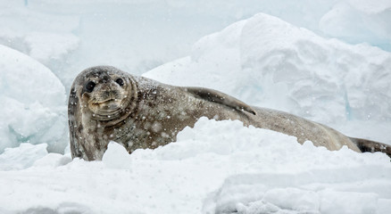 Weddell Seal lying on ice, Danko Island, Antarctica