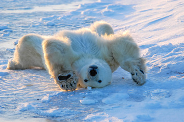 Polar bear awakens and stretches in Churchill, Manitoba, Canada